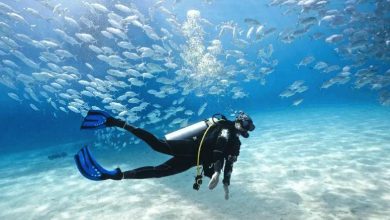 The Hidden Wonders Beneath: An Informative Guide to Caribbean Diving